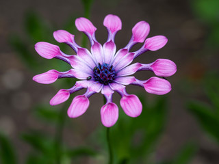 Closeup of a pink Osteospermum or African daisy flower, variety Pink Whirls, in a summer garden