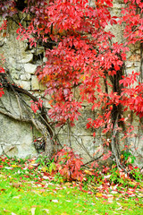 Ancient building wall in autumn