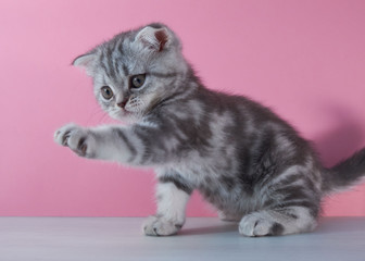 Funny kitten cat with raised paw on pink background play