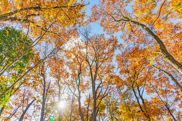 美しく紅葉した木