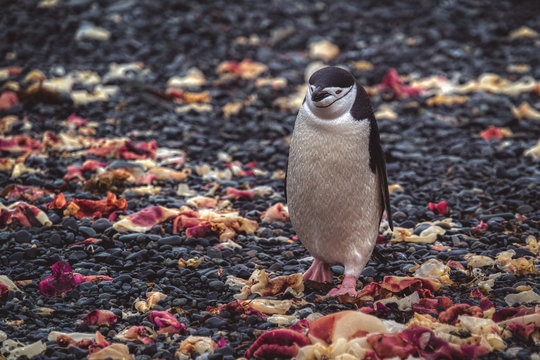 The chinstrap penguin walking on rocky ground