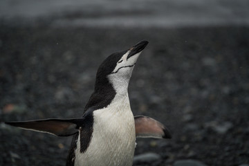 A penguin with eyes closed spreading its wings