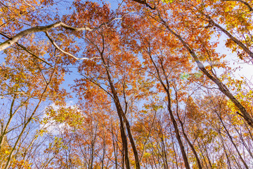美しく紅葉した木