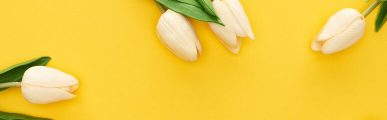 top view of spring tulips on colorful yellow background, panoramic shot