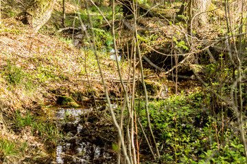 Spring.Young grass and plants grow along the banks of the stream.A good background for a site about forest,nature,taiga,plants,travel and the seasons.