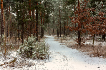 A walk through the woods. First snow. Coldly.