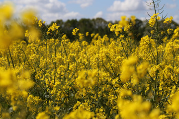 Ein Rapsfeld im Frühling in Norddeutschland