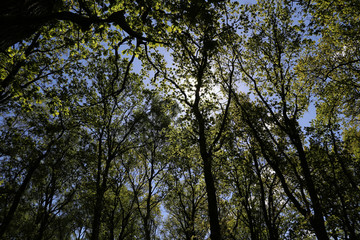 Buchenwald gegen den Himmel und Sonne Fotografiert