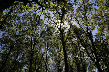 Fototapeta premium Buchenwald gegen den Himmel und Sonne Fotografiert