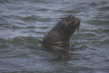 A seal  at the walfisbay near Swakopmund, Namibia