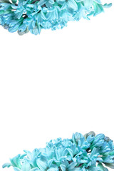Vertical frame of blue hyacinth flowers with an isolated white background in the center for text, lettering. Large size photo.