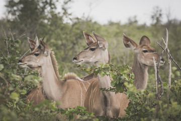 Naklejka na ściany i meble Eland antelopes at the Etosha national park, Namibia