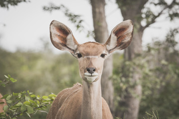 Eland antelopes at the Etosha national park, Namibia
