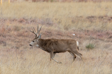 Buck Mule Deer in the Fall rut