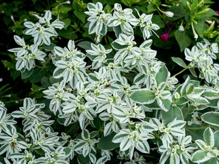 Euphorbia bordered on a flowerbed in the city. The juice of the plant is poisonous, but the plant looks beautiful in the garden of the city flower beds.