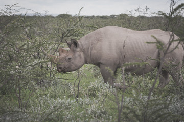 A white rhino roaming the Etosha national park, Namibia