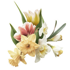 Pastel yellow and white daffodil, tulip isolated on white background. Floral arrangement, bouquet of spring flowers.