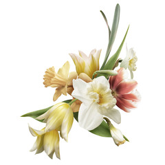 Pastel yellow and white daffodil, tulip isolated on white background. Floral arrangement, bouquet...