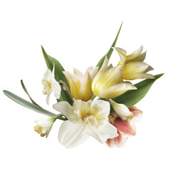 Fototapeta na wymiar Pastel yellow and white daffodil, tulip isolated on white background. Floral arrangement, bouquet of spring flowers.