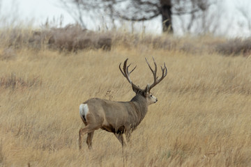 Naklejka na ściany i meble Buck Mule Deer in the Fall rut