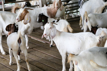 Local family goats on the farm.