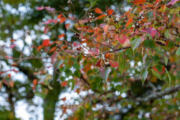 Obraz premium 紅葉