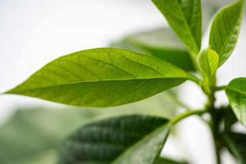 Fresh, green avocado leaves close-up. Avocado tree grown at home