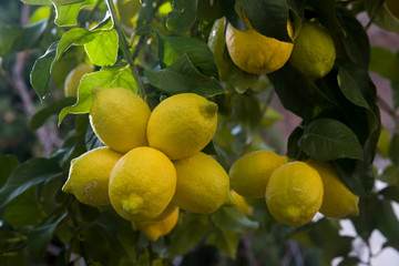 ripe yellow lemons on branch of lemon tree