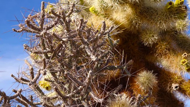Arizona pencil cholla with long yellow spines against the blue sky. Christmas cholla, tasajillo (Cylindropuntia leptocaulis). Joshua Tree National Park.
