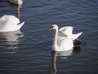 swan and cygnets