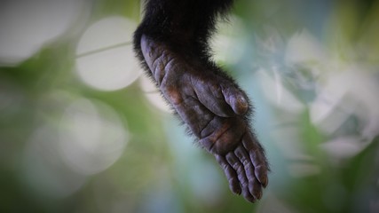 monkey foot hanging from a branch