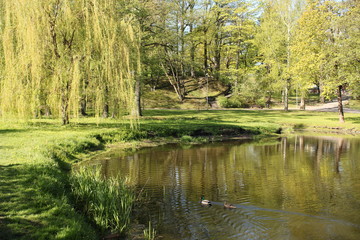 Fototapeta na wymiar Willow green branches bend low over the smooth surface of the water