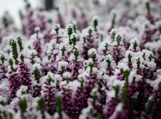 Heather covered in snow