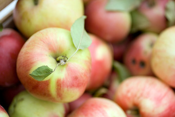 Juicy apples with selective focus