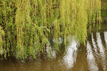 Fototapeta na wymiar Willow green branches bend low over the smooth surface of the water