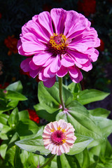 Beautiful colorful zinnia flower blooming in the garden. Red, pink, orange, white and yellow flowers blossom in the orchard