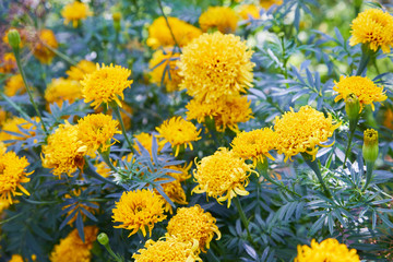 Tagetes erecta, commonly called tagete, a species of the Asteraceae family. Marigold flower (Mexican, Aztec or African marigold) in the garden.