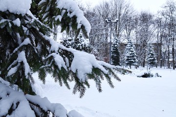 Branches of spruce covered with snow in the winter forest, background