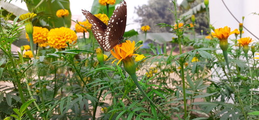 It's so beautiful butterfly at my house flowers. 