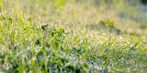 green grass in morning dew. beautiful springtime nature scenery in the morning