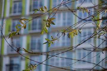 Tree branches on the background of the facade of the house