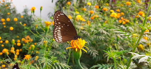 butterfly on flower