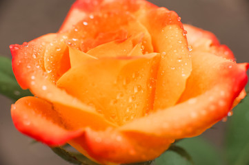 Close up of a rose with water drops. Women's day rose concept. Macro roses and place for text. Mother's day flowers and copy space. Natural texture of roses.