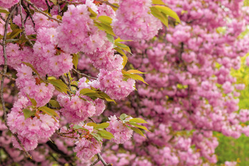 cherry blossom in the park. awesom springtime nature scenery. close up of blooming twigs of sakura trees. wonderful color combination of pink flowers and green foliage