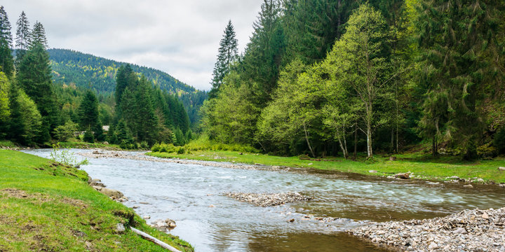mountain river in the forest. carpathian landscape in springtime. beautiful nature scenery on a cloudy day
