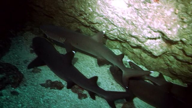 Whitetip reefsharks in cave, sleeping, cocos island
