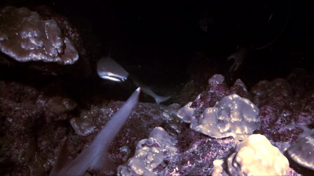 Sharks in feeding frenzy, cocos island