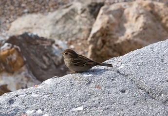 profile of a lone sparrow on a large gray stone
