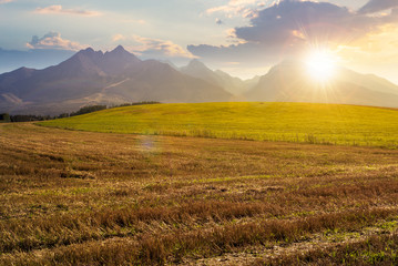 Obraz premium rural landscape of slovakia in summer at sunset. empty wheat field in august. high tatras mountain ridge in the distance in evening light. sunny weather with clouds on the sky