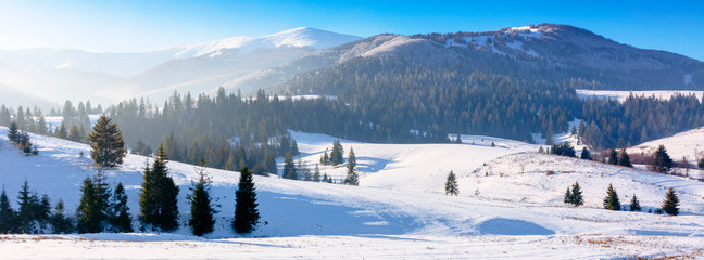 Fototapeta na wymiar mountainous countryside in wintertime. snow covered rural fields on rolling hills with spruce forest. sunny and frosty afternoon.